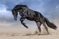 Black stallion run Royalty Free Stock Photo