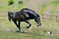 Black stallion running after jack russel terrier