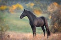 Black stallion standing