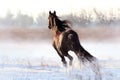 Black Stallion Royalty Free Stock Photo