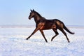 Black stallion on white snow Royalty Free Stock Photo