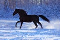 Black stallion on white snow Royalty Free Stock Photo