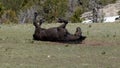 Black stallion wild horse rolling in the dirt in the Pryor mountains of the western USA Royalty Free Stock Photo