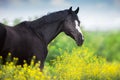 Black stallion on yellow Royalty Free Stock Photo