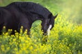 Black stallion on yellow flowers Royalty Free Stock Photo