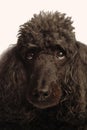 Black standard poodle