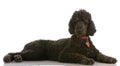 Black standard poodle