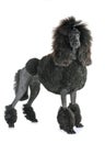 Black standard poodle Royalty Free Stock Photo