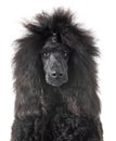 Black standard poodle