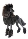 Black standard poodle Royalty Free Stock Photo