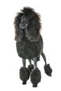 Black standard poodle Royalty Free Stock Photo