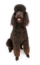 Black Standard Poodle Dog Isolated on White Royalty Free Stock Photo