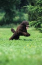 Black Standard Poodle, Dog leaping on Lawn Royalty Free Stock Photo