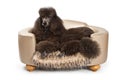 Black Standard Poodle dog on Luxury Bed Royalty Free Stock Photo