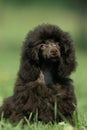 Black Standard Poodle, Dog sitting on Grass Royalty Free Stock Photo