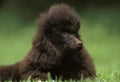 Black Standard Poodle, Portrait of Dog laying on Grass Royalty Free Stock Photo