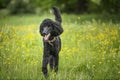 Black Standard Poodle walking in a field with yellow flowers looking happy Royalty Free Stock Photo