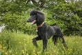 Black Standard Poodle walking right to left in a field looking very happy Royalty Free Stock Photo