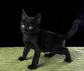Black standing kitten