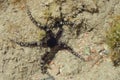 Black starfish in the sand