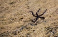 Black Starfish in the sea, low tide.