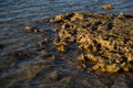 Black starfish in sea water