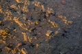 Black starfish in sea water