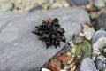 Black starfish on stone beach near sea.