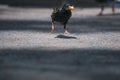 Black starling bird with a bait in its beak jumping on the ground