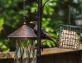 Black Starling Bird With Bird Food in Beak Royalty Free Stock Photo