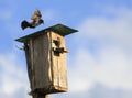 Black Starling bird flies to feed their Chicks to the house in t Royalty Free Stock Photo