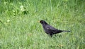 Black starling bird