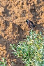 Black starling bird hunting on branch Royalty Free Stock Photo