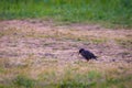 Black starling bird hunting on ground in the green grass Royalty Free Stock Photo