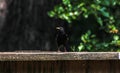 Black Starling Bird Standing on Wooden Fence Royalty Free Stock Photo