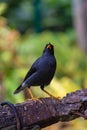 black starling bird Royalty Free Stock Photo