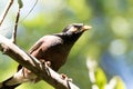 A myna bird sitting on a branch with alert. Royalty Free Stock Photo