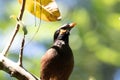 Close-up of a myna bird sitting on a branch. Royalty Free Stock Photo