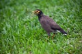 Black starling indian my-lady`s-belt