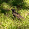 Black starling walks in green grass outdoors Royalty Free Stock Photo