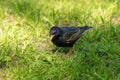 Black starling walks in green grass outdoors Royalty Free Stock Photo