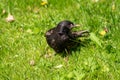 Black starling walks in green grass outdoors Royalty Free Stock Photo