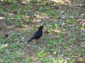 A black Starling with a yellow beak sits on the grass in the Park on a spring day