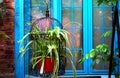 A black steel cage filled with a chlorophytum comosum is in front of a blue window on a old street