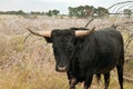 Black Steer standing in a field