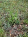 BLACK STICK LILY WITH LONG GREEN LEAVES IN GRASSLAND