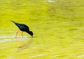 Black stilt in shallow water