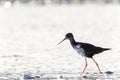 Black Stilt, Himantopus novaezelandiae