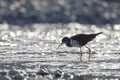 Black Stilt, Himantopus novaezelandiae