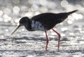 Black Stilt, Himantopus novaezelandiae